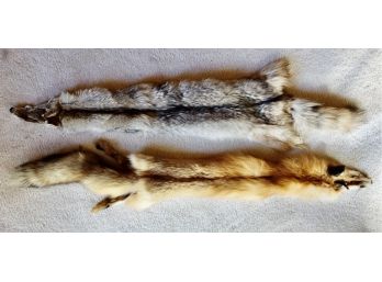 Coyote And Fox Pelts
