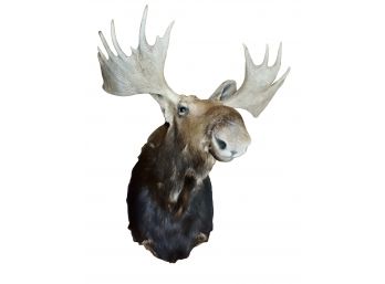 Gorgeous Moose Shoulder Mount Taxidermy, 22 Point
