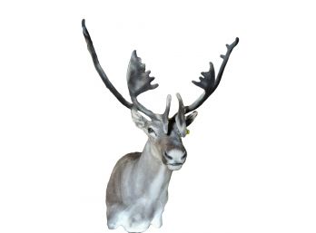 Large Caribou With Felted Antlers Shoulder Mount Taxidermy