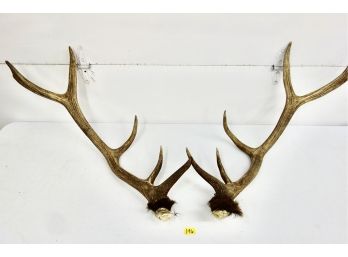 Pair Of Large Elk Antlers