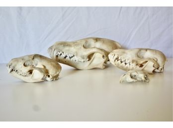 4 Small Animal Skulls, Likely Fox And Coyote