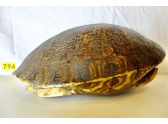12' Long Tortoise Shell