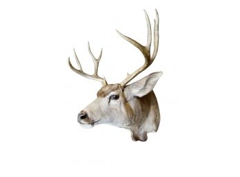 9 Point Deer Taxidermy Wshoulder