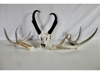 Pronghorn Skull And Deer Antlers