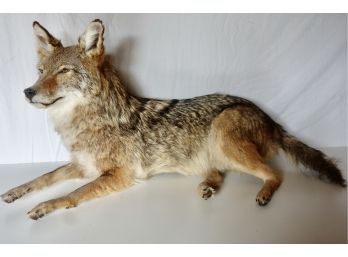 Full Body Coyote Taxidermy