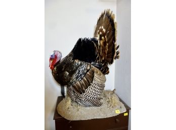 Wild Turkey Taxidermy