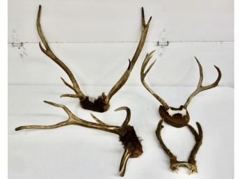Assorted Antlers