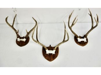 3 Sets Of Antlers