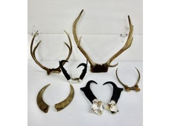 Assorted Antlers And Horns