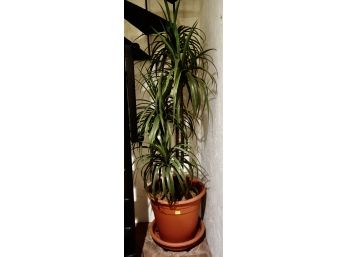 Large Faux Plant Approximately 7' Tall