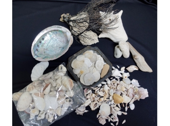 Assorted Shells, Driftwood, Abalone, & More