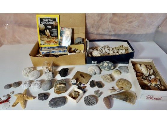 Large Collection Of Rocks And Shells