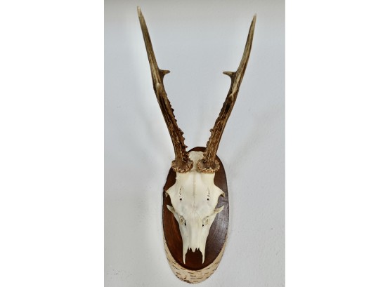 Small Antelope? Head Mounted With Mandible On Back
