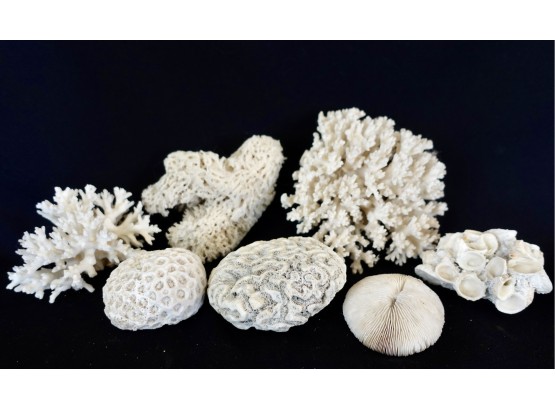 Assorted Coral And Sponge Pieces