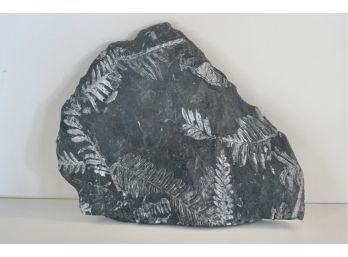 Large Fossil Of Prehistoric Plants