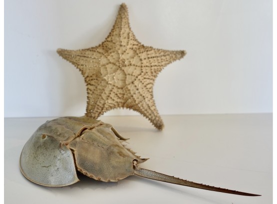 Large Starfish And Horseshoe Crab Shell