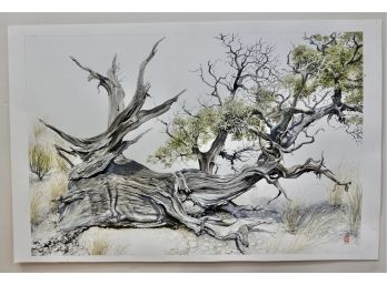 Original Watercolor Of Gnarled Old Tree 2013