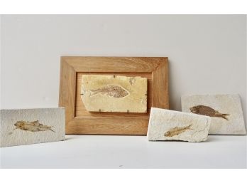 4 Fish Fossils, One Is Framed