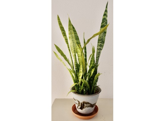 31' Tall Snake Plant