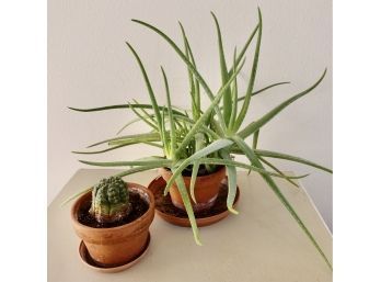Gorgeous Aloe Plant With Cactus