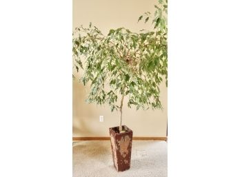Very Large Real Ficus Tree In Ceramic Pot