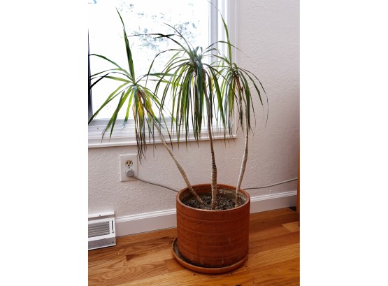 Great House Plant In Planter