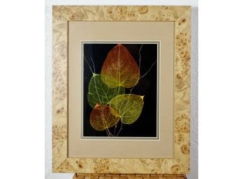 Very Cool Aspen Leaves In Shadow Box Frame By Booker Morey