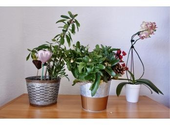 3 House Plants