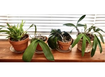 4 Dormant Orchid Plants (Phalaenopsis, Oncidium, And Cattleya)