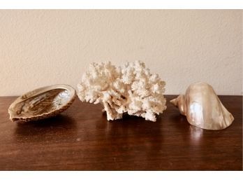 Coral And Shells