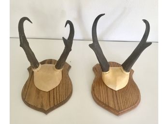 2 Mounted Prong Horns