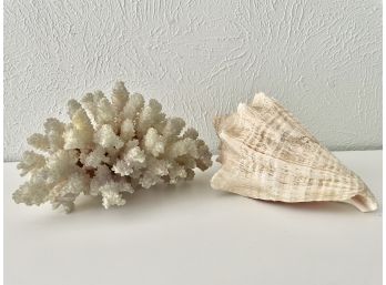 Shell And Coral