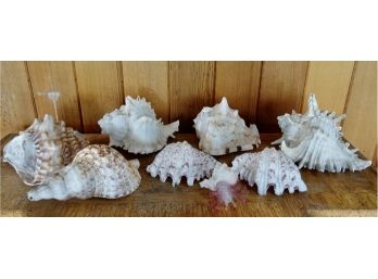 Large Collection Of Conch And Other Shells