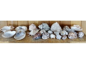Large Collection Of Sea Shells