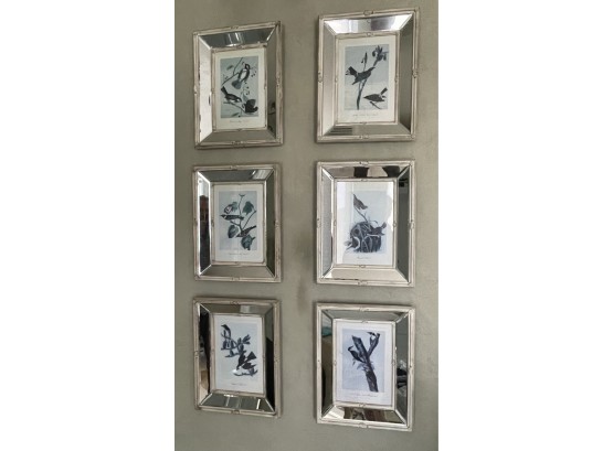 6 Mirror Framed Aviary Prints
