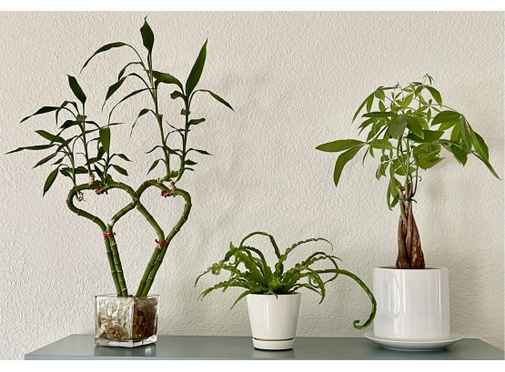 3 Small Plants