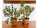 2 Jade Plants In Terra Cotta Pots