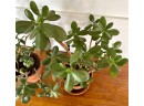 2 Jade Plants In Terra Cotta Pots