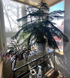 Tall Indoor Pine Tree