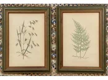 2 ANTIQUE FRAMED BOTANICALS