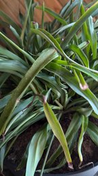 Live Plant - Large Spider Plant In Plastic Self Watering Planter Blooming Flowers