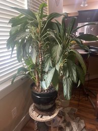 Chinese Evergreen