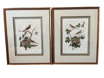 Nozeman Nesting Bird Giclee Prints