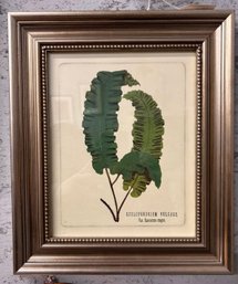 Pair Of Framed Fern Nature Art SCOLOPENDRIUM VULGARE