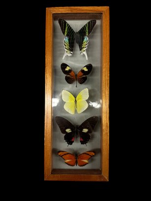 Calling All Lepidoptersists! Incredible Five Real Butterfly Display