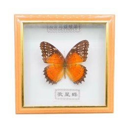 Preserved Red Lacewing Butterfly