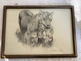 Jonathan Scott Lioness And Cub Sketch From Big Cat Diary