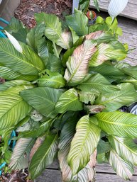 Giant Live Peace Lily Plant