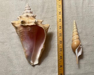 Seashells - 2 Large Shells
