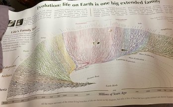 Large Evolution/History Of Life Poster